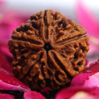 Rudraksha