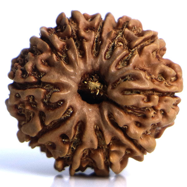 11 Mukhi Rudraksha