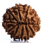 11 Mukhi Rudraksha