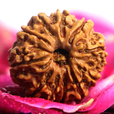 11 Mukhi Rudraksha
