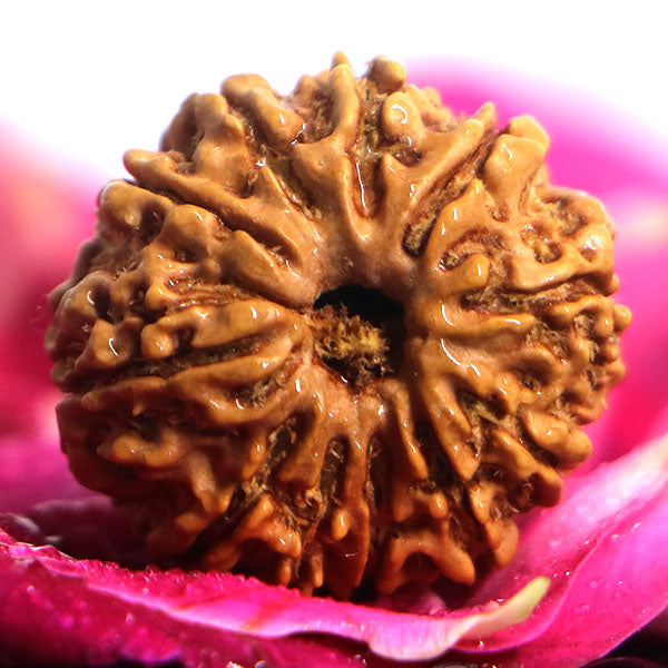 11 Mukhi Rudraksha