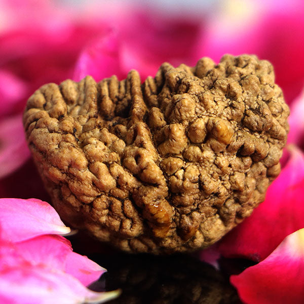 1 Mukhi Rudraksha kaju dana