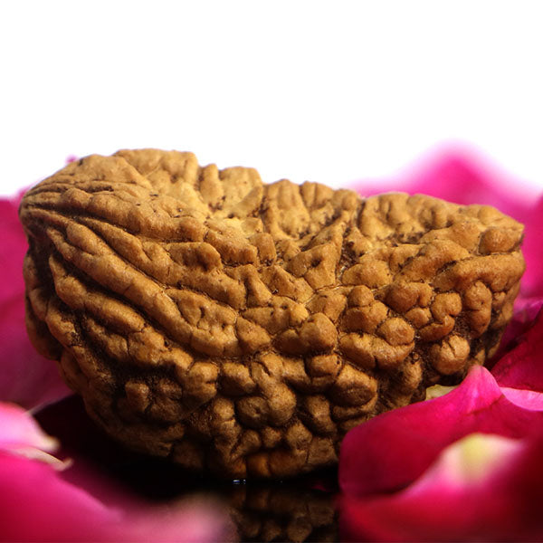 1 Mukhi Rudraksha kaju dana