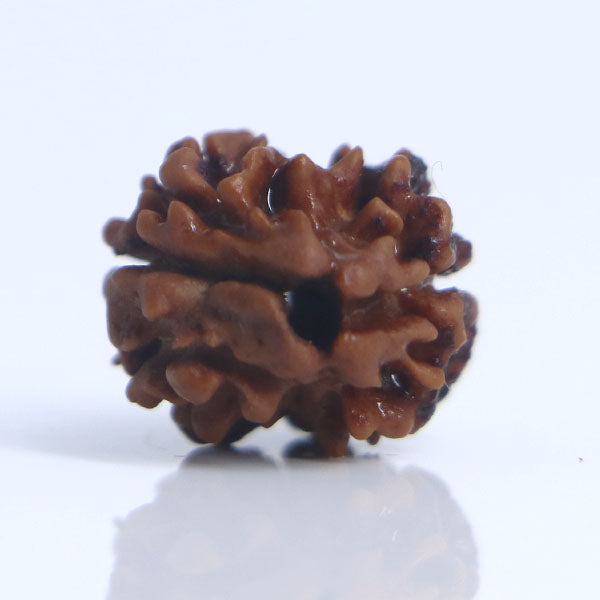 2 Mukhi Rudraksha Full Seed (Nepali)