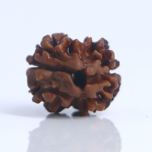 2 Mukhi Rudraksha Full Seed (Nepali)