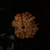 Rudraksha Full Seed