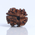 2 Mukhi Rudraksha Nepali