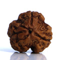 3 Mukhi Rudraksha Full Seed (Nepali)