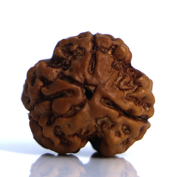 3 Mukhi Rudraksha Nepali