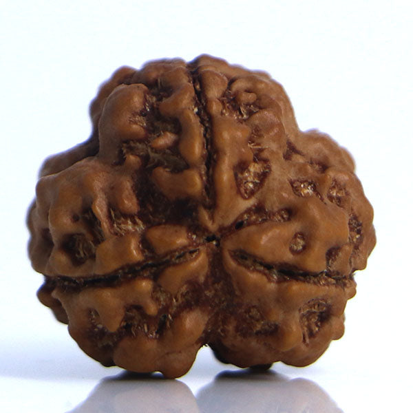 3 Mukhi Rudraksha Nepali