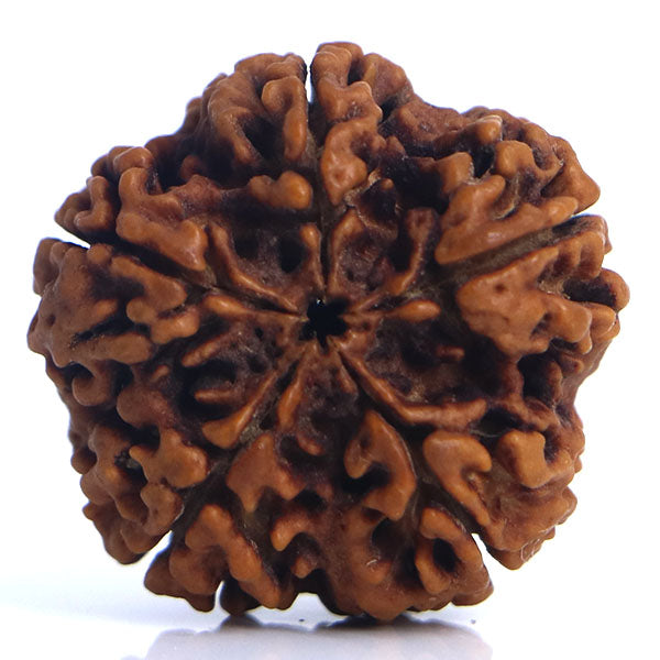 5 Mukhi Rudraksha Nepali