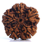 5 Mukhi Rudraksha Nepali
