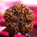 5 Mukhi Rudraksha Full Seed (Nepali)