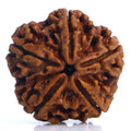 5 Mukhi Rudraksha Nepali