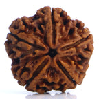 5 Mukhi Rudraksha Nepali