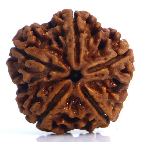 5 Mukhi Rudraksha Nepali