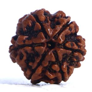 6 Mukhi Rudraksha