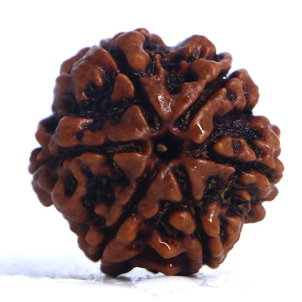 6 Mukhi Rudraksha Full Seed (Nepali)