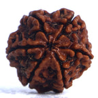 6 Mukhi Rudraksha Full Seed (Nepali)