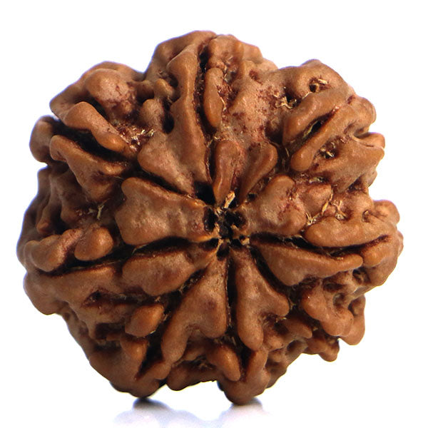 8 Mukhi Rudraksha
