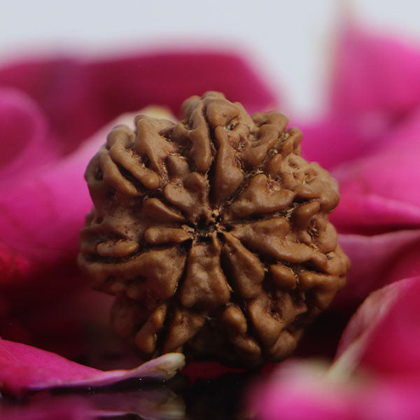 8 Mukhi Rudraksha