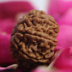 8 Mukhi Rudraksha