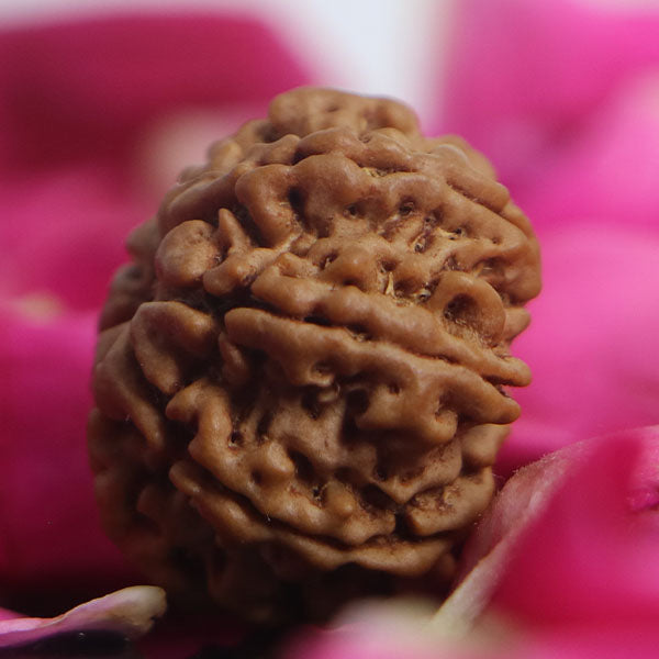 8 Mukhi Rudraksha