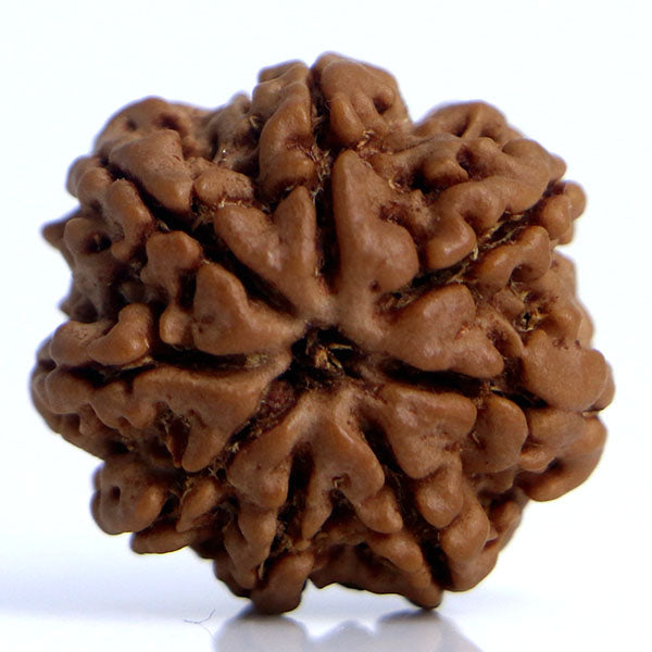 8 Mukhi Rudraksha