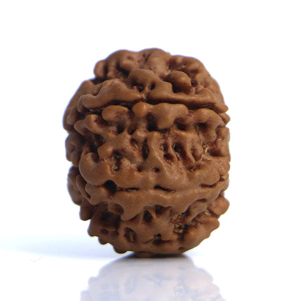 8 Mukhi Rudraksha