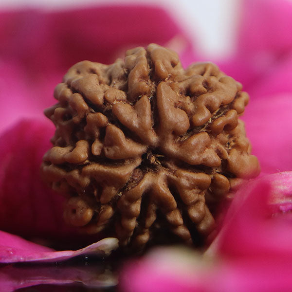8 Mukhi Rudraksha