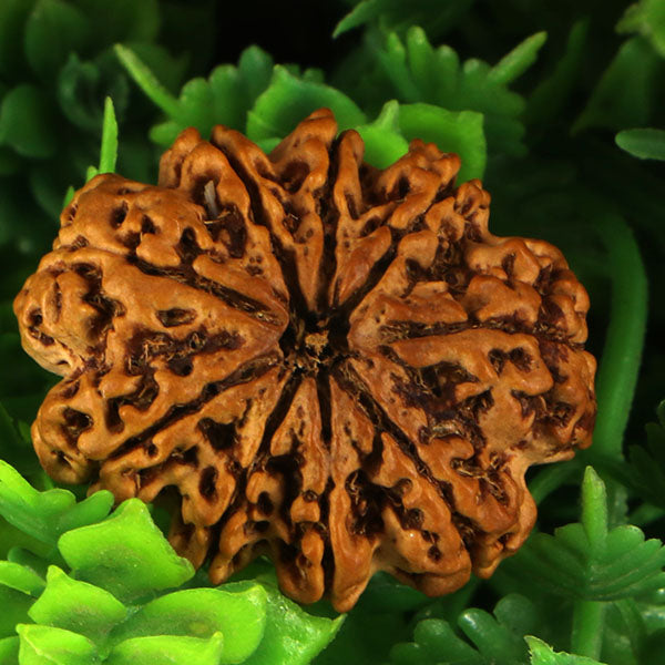 9 Mukhi Rudraksha