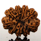 9 Mukhi Rudraksha