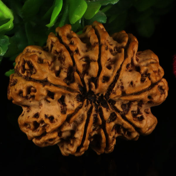 9 Mukhi Rudraksha