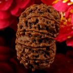 13 Mukhi Rudraksha