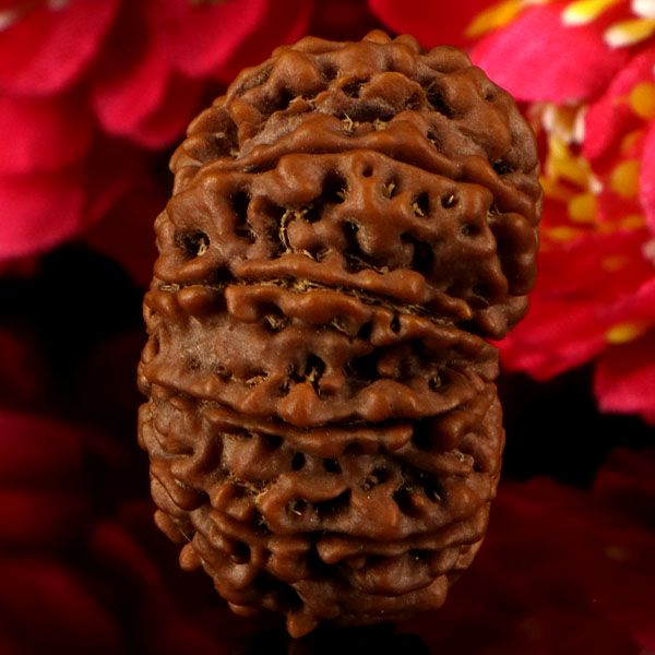 13 Mukhi Rudraksha