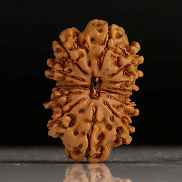 Gaurishankar Rudraksha-13 Mukhi