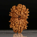 Gaurishankar Rudraksha-13 Mukhi