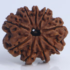 9 Mukhi Rudraksha