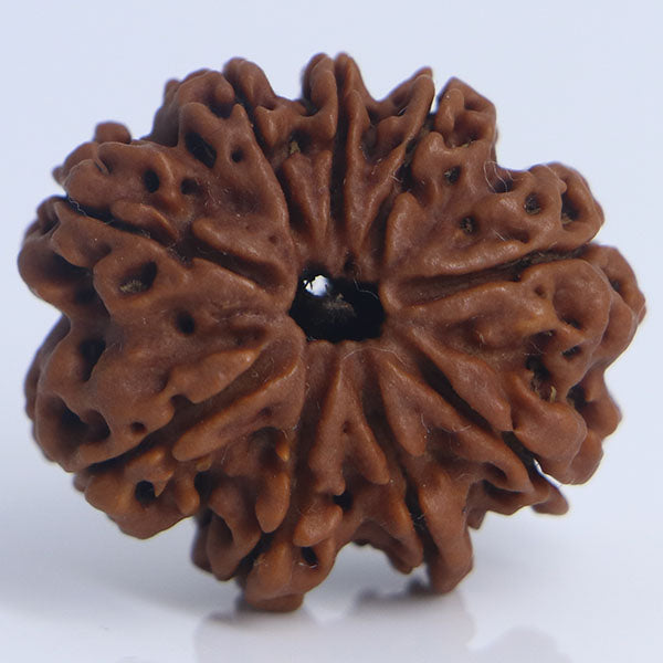 9 Mukhi Rudraksha