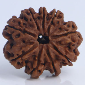 3 Mukhi/ 9 Mukhi Rudraksha
