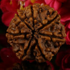 7 Mukhi Rudraksha