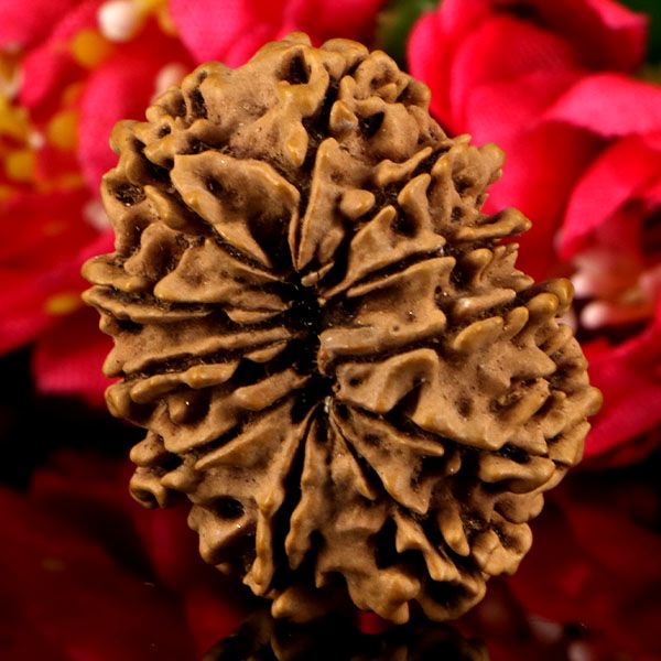 11 Mukhi Rudraksha