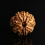 10 Mukhi Rudraksha