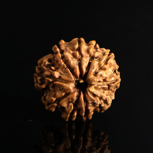 10 Mukhi Rudraksha