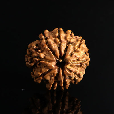 10 Mukhi Rudraksha