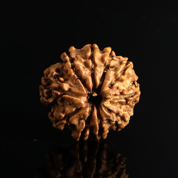 10 Mukhi Rudraksha