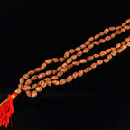2 Mukhi Rudraksha Mala