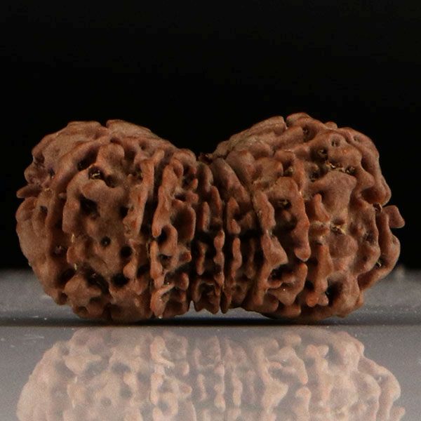 Gaurishankar Rudraksha-14 Mukhi