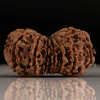 Gaurishankar Rudraksha-14 Mukhi