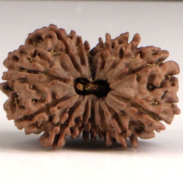 Gaurishankar Rudraksha-14 Mukhi